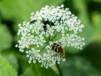 Gebänderter Pinselkäfer